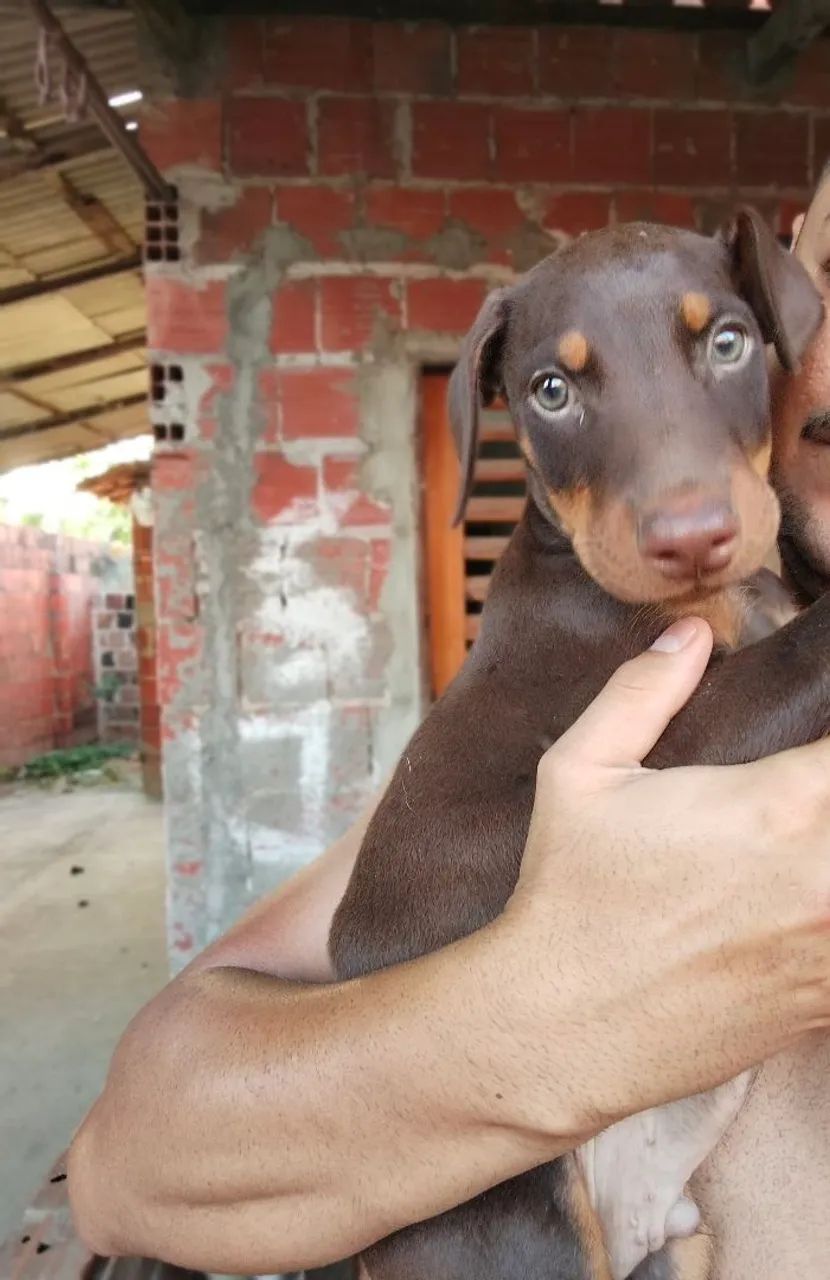 Doberman - um maxo e uma fêmea  - Foto 2