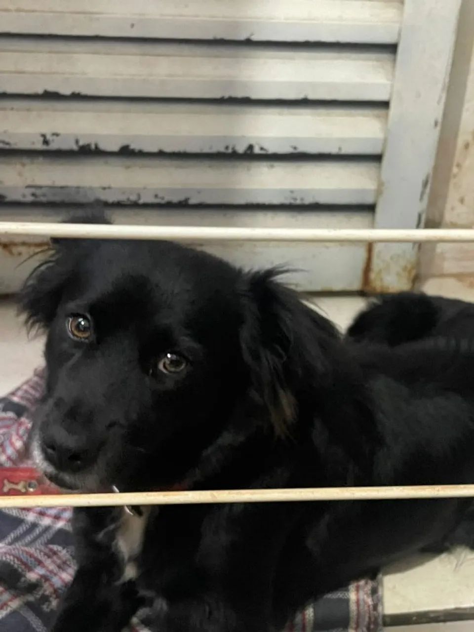 Doação urgente  - Foto 4