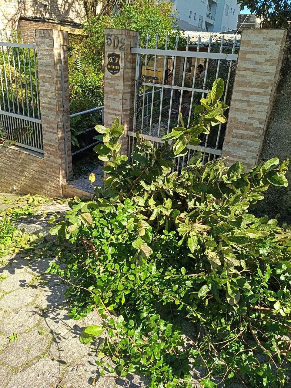 Jardinagem poda e descarte de árvores  - Foto 4
