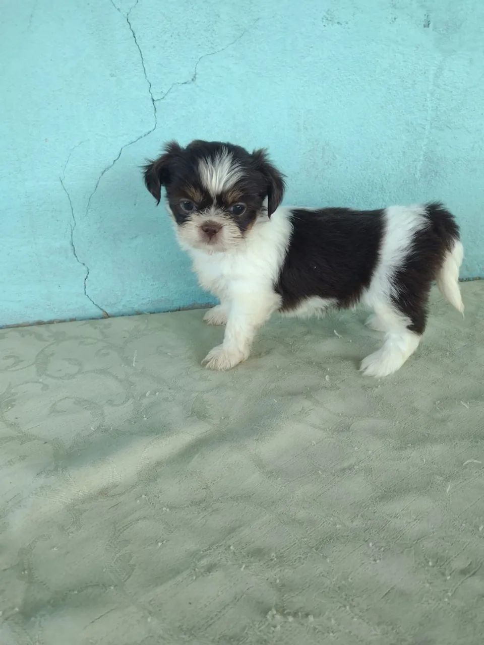 Shihtzu fêmea e macho  - Foto 2