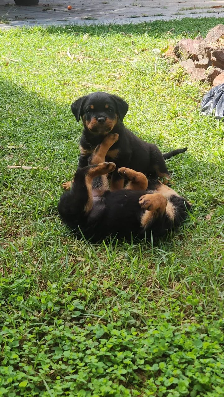 FILHOTES ROTWEILLER- OTIMA GENÉTICA- IMPERDÍVEL * - Foto 3