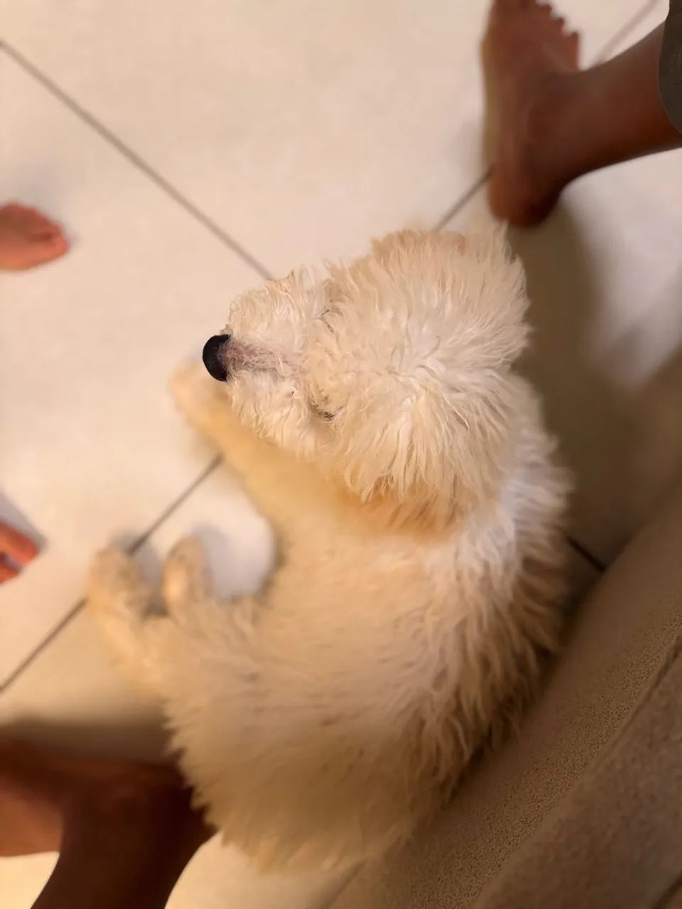 Poodle   - Foto 2