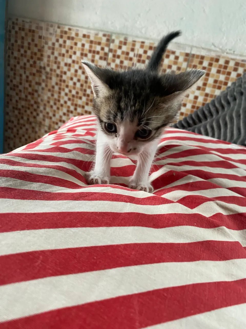 Gato 