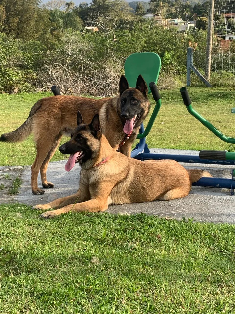 Pastor belga Malinois disponíveis Já com a 1 Dose de vacina  últimos 2 Filhotes - Foto 5