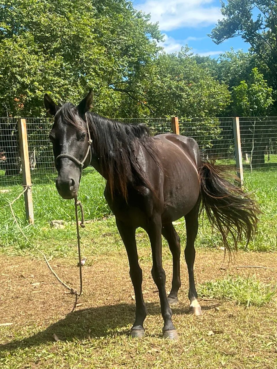 Vende-se Égua e potro  - Foto 5