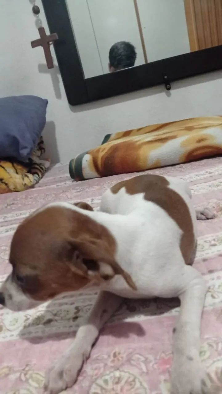 Pinscher  - Foto 2