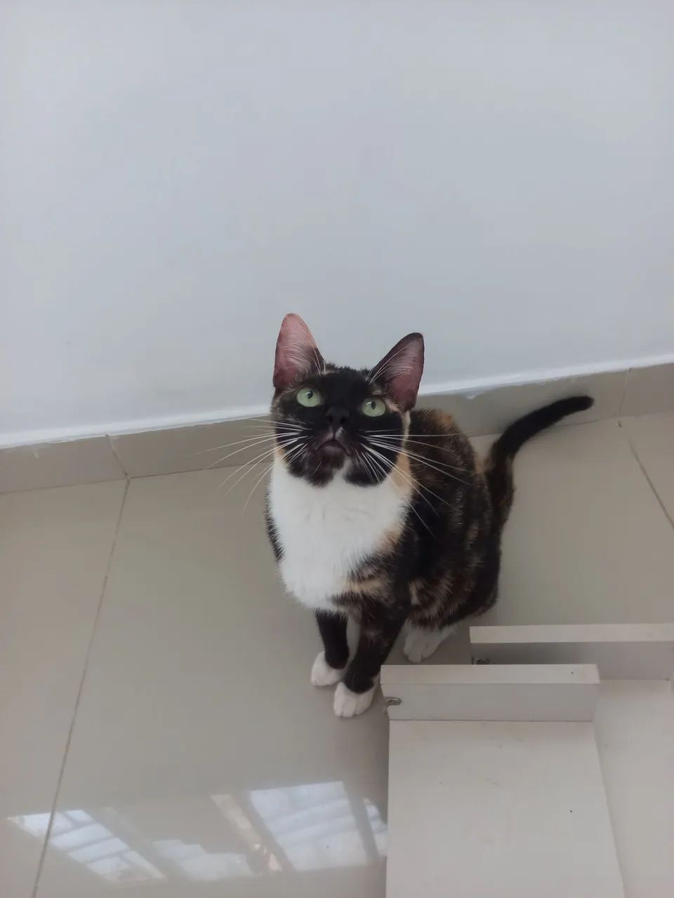 Gatinha Castrada para Doação.