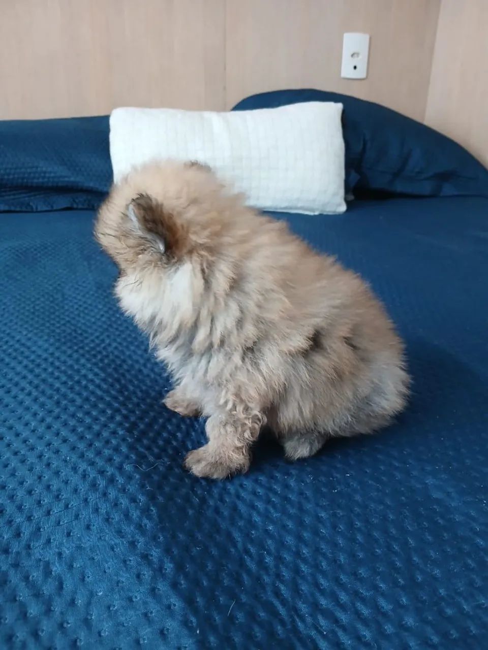Spitz Alemão - Foto 3