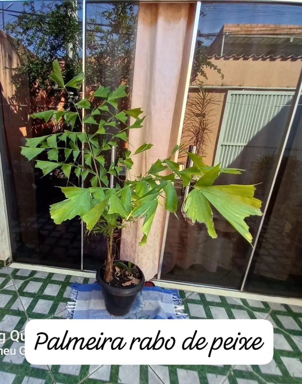 Plantas - Foto 4