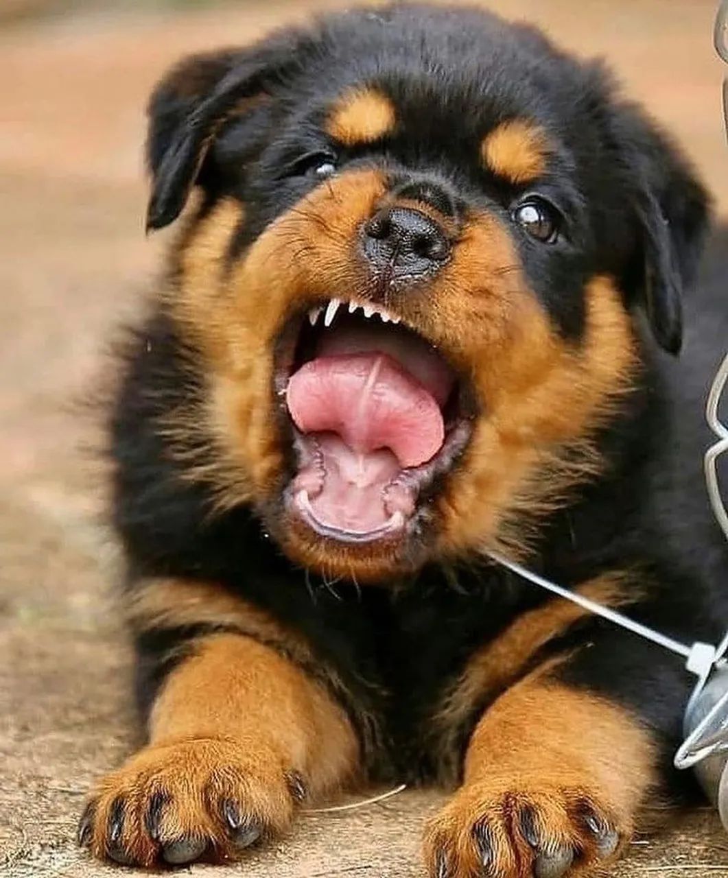 Rottweiler - Esse Cachorrinho Tem O Poder De Transformar Dias 