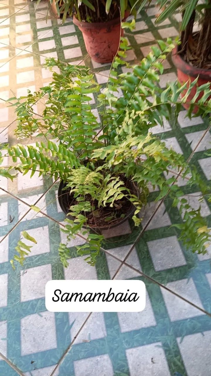 Plantas - Foto 3