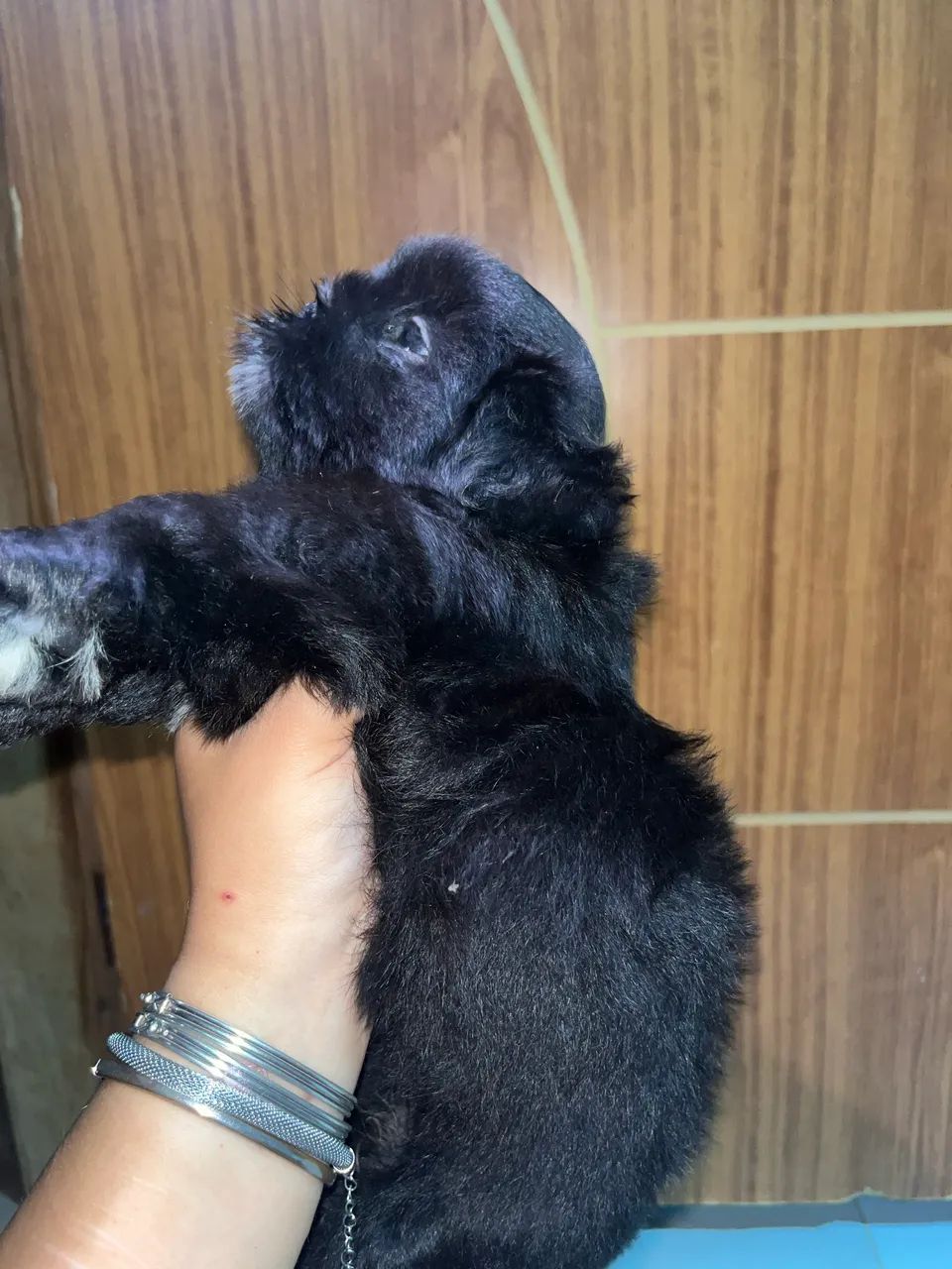 Cachorra Fêmea Shih Tzu - Foto 4