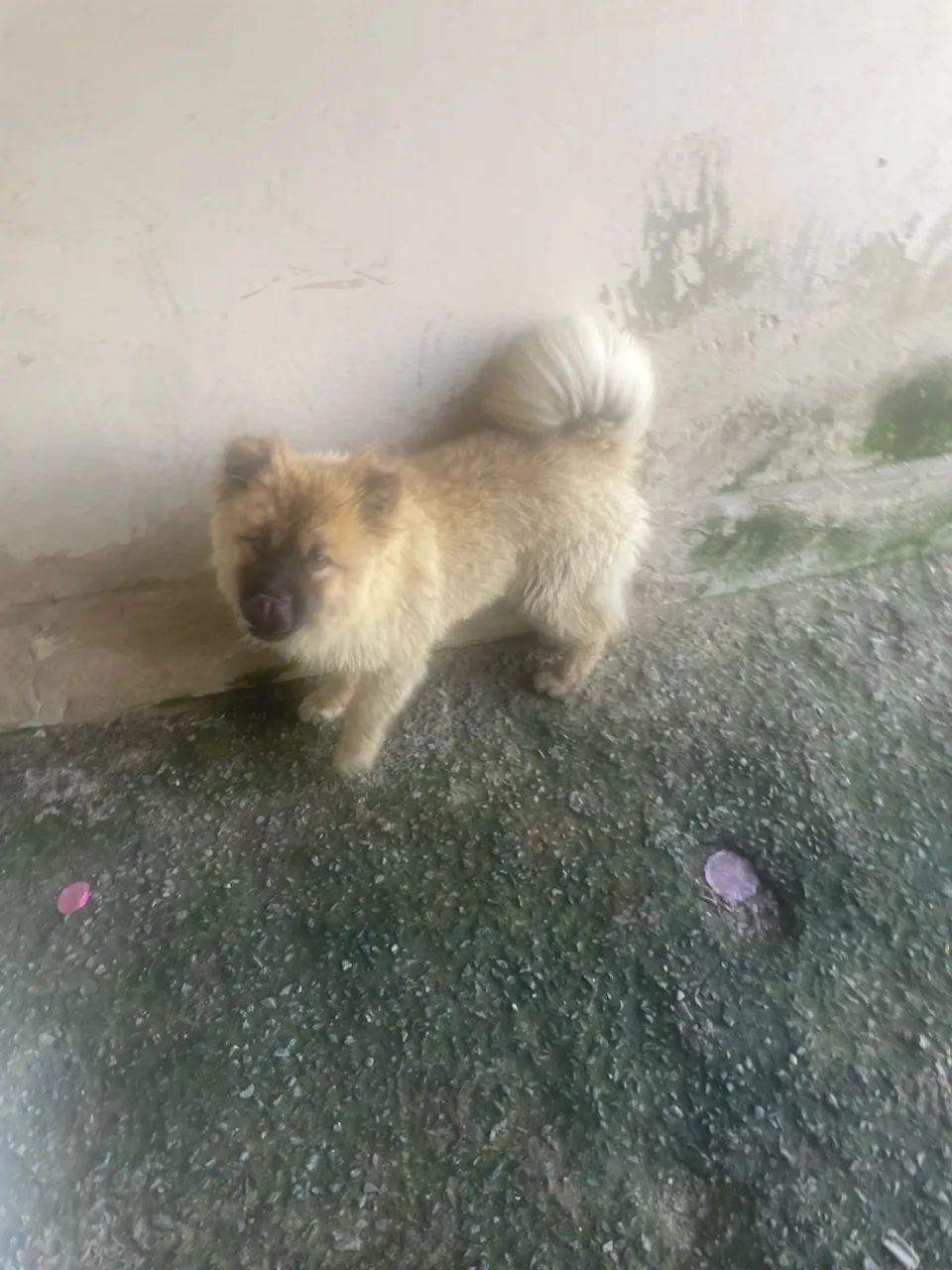 Chow Chow  - Foto 3