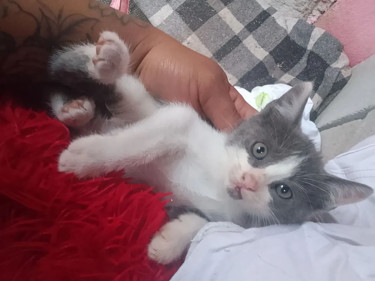 Filhotes de gato - Foto 2