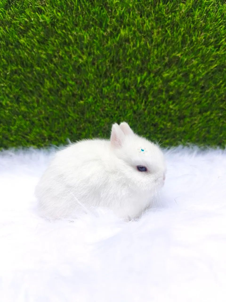 Coelho anão (Netherland Dwarf)