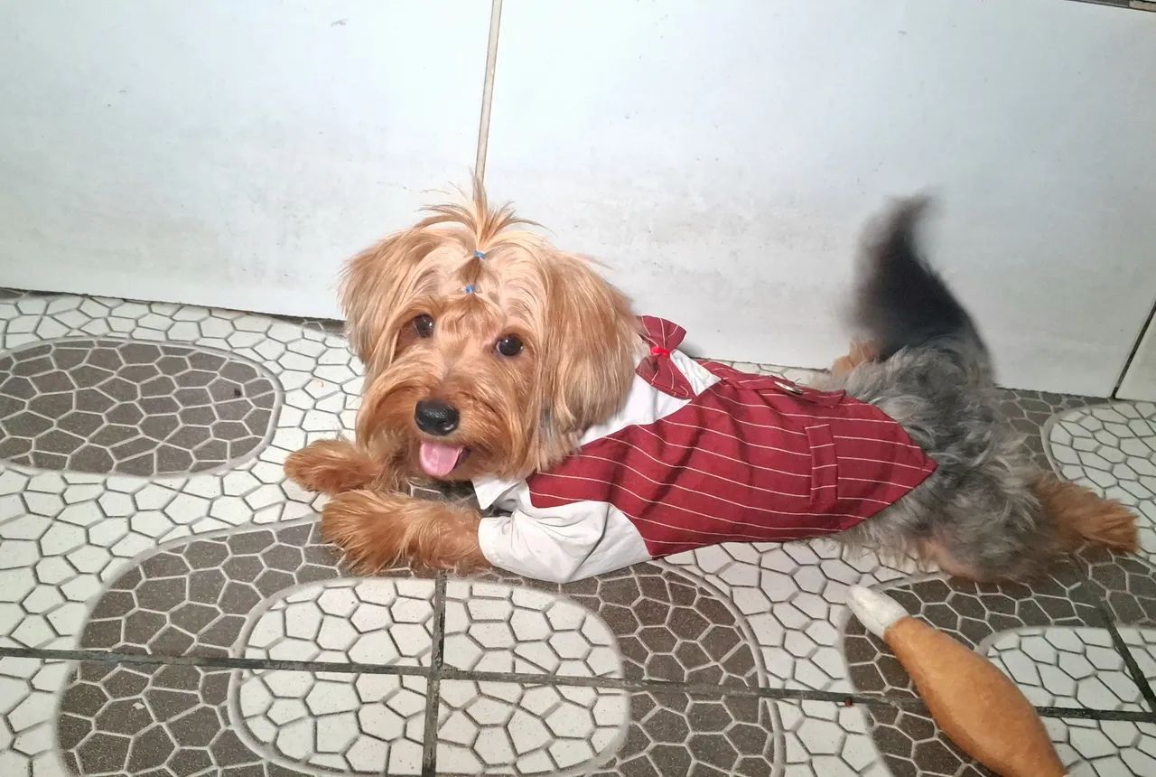 Yorkshire Terrier Macho  - Foto 3