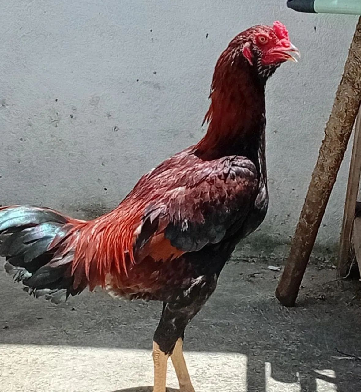Frango caipira graudo - Foto 4