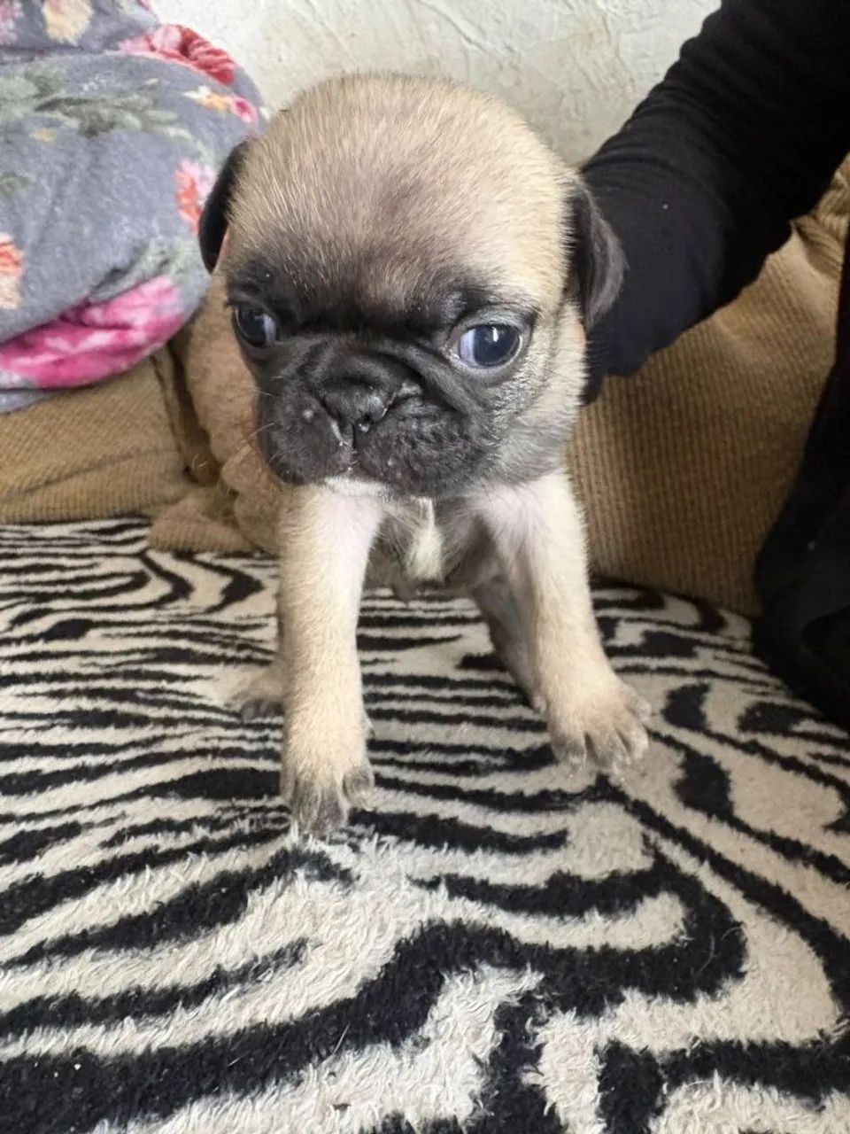 Filhotes de Pug - Foto 2