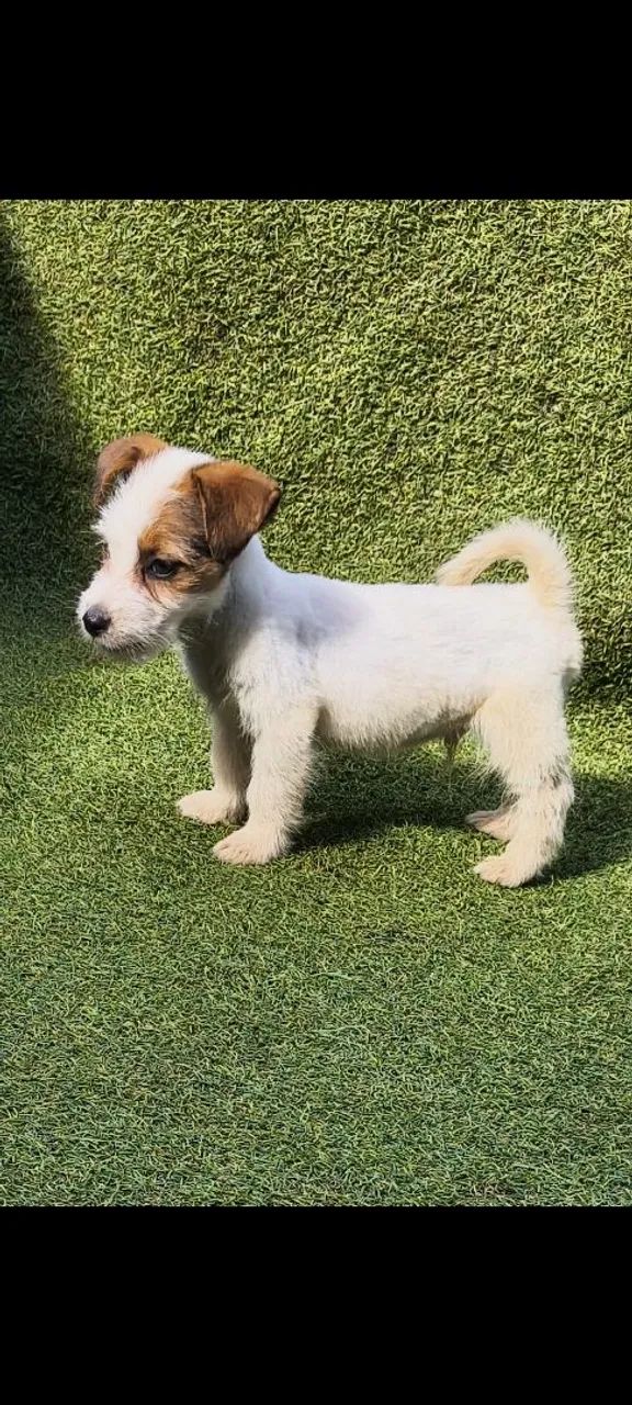 Jack Russell Terrier esse da foto com pedigree e micro chip vacinas importadas 