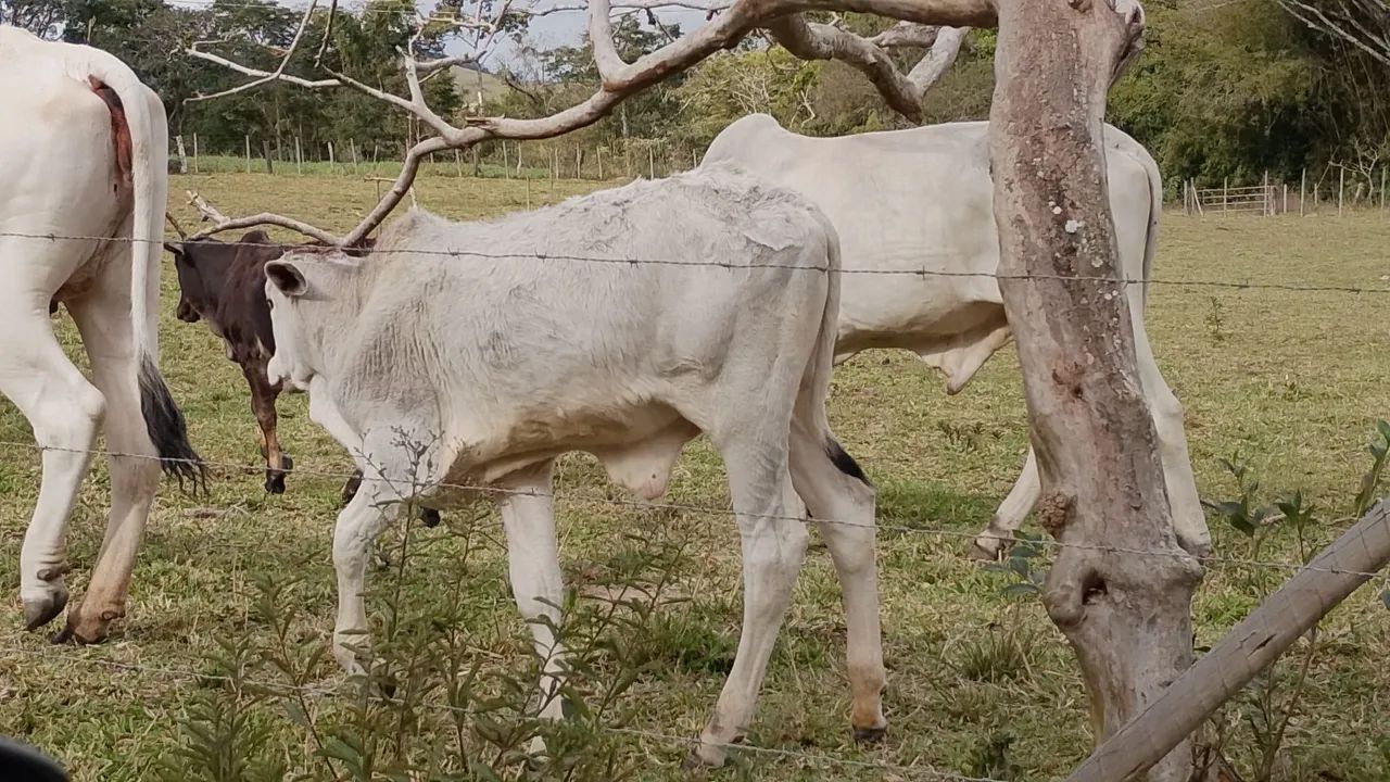 Bezerro  - Foto 5