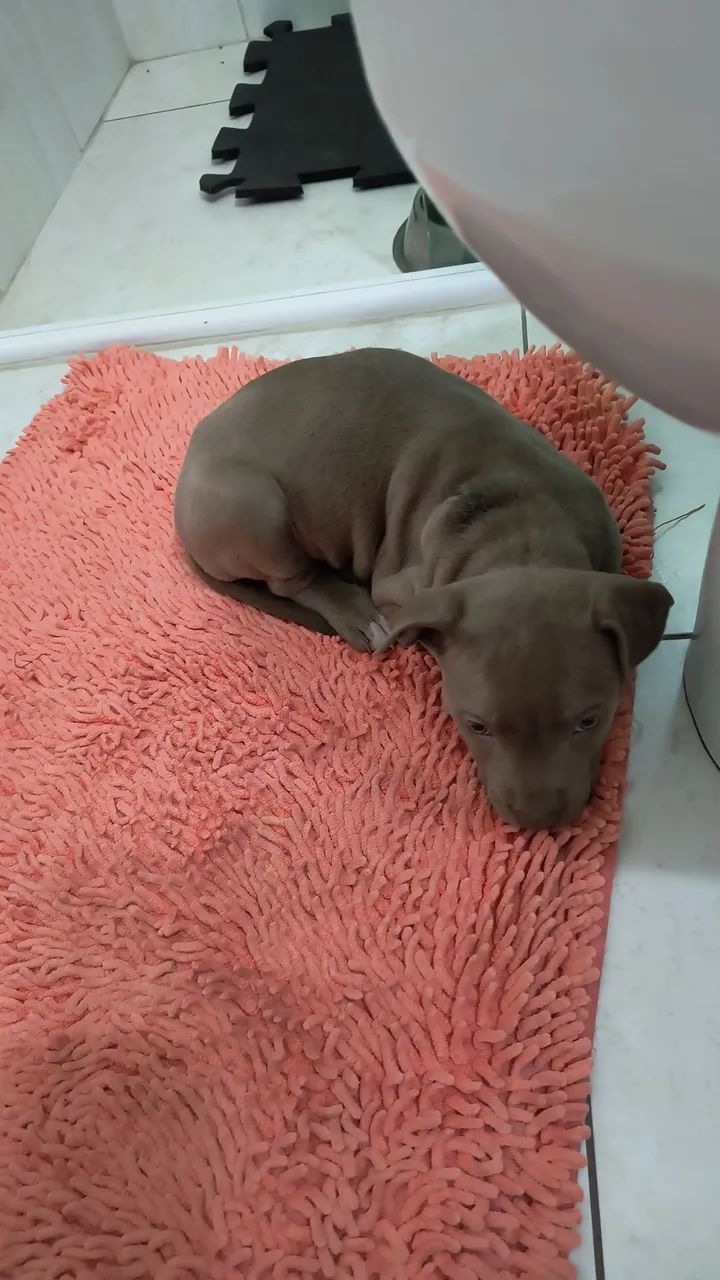 American American Bully - Foto 3