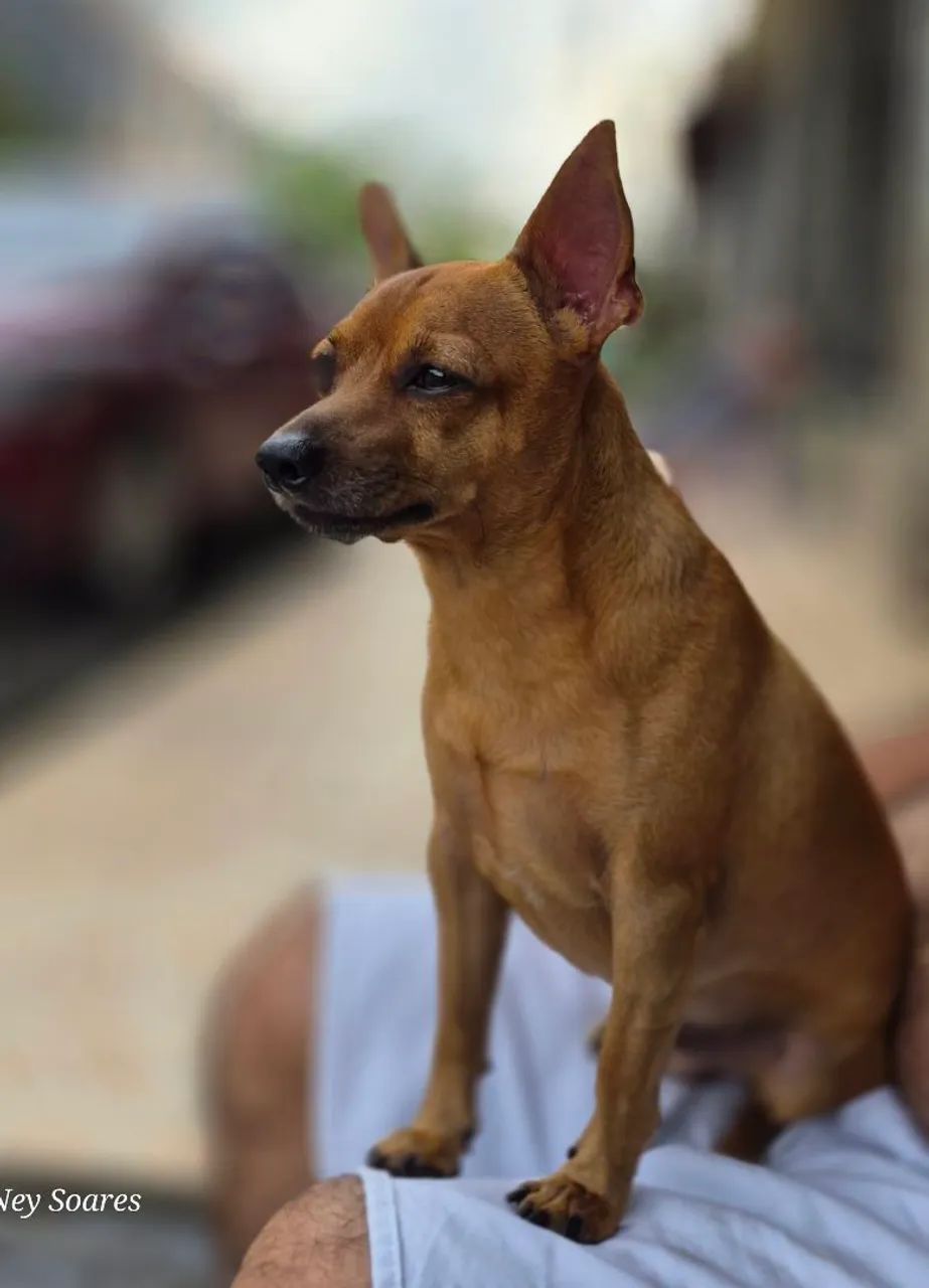 Meu nome é Thor, procuro uma namorada!!! - Foto 2