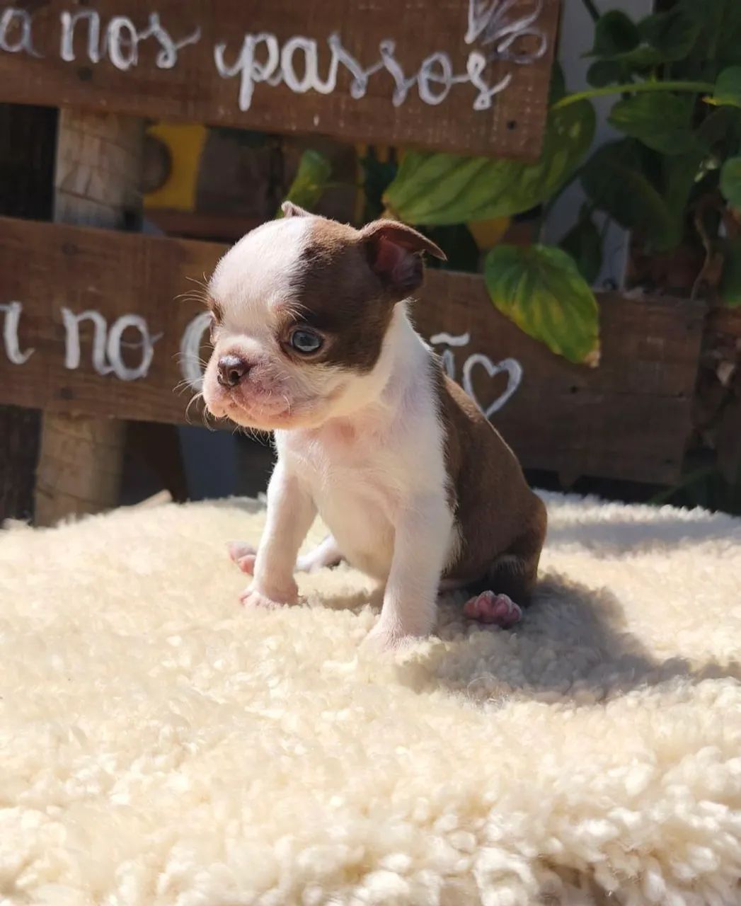 Boston Terrier macho Red - Foto 2
