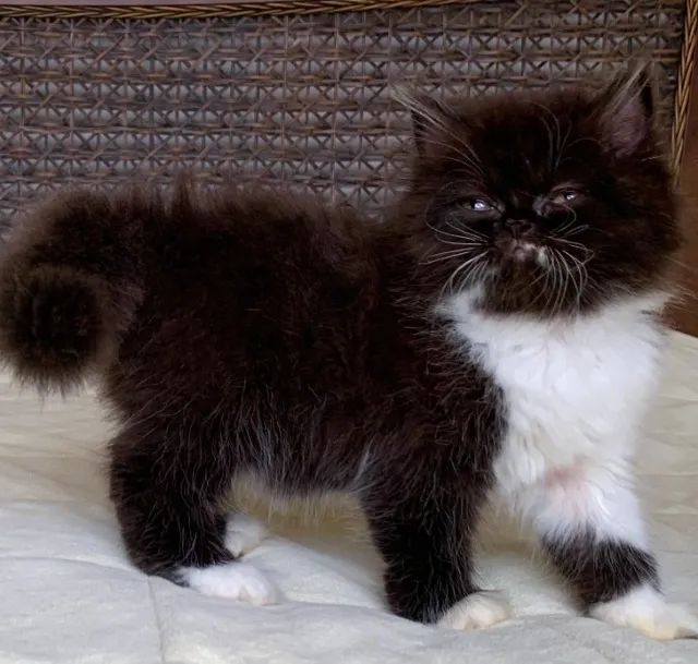 Top Show Persas Femèa Filhote Bicolor ,Extremada ,Pelos Longos Com 64 Dias Super Linda. - Foto 4