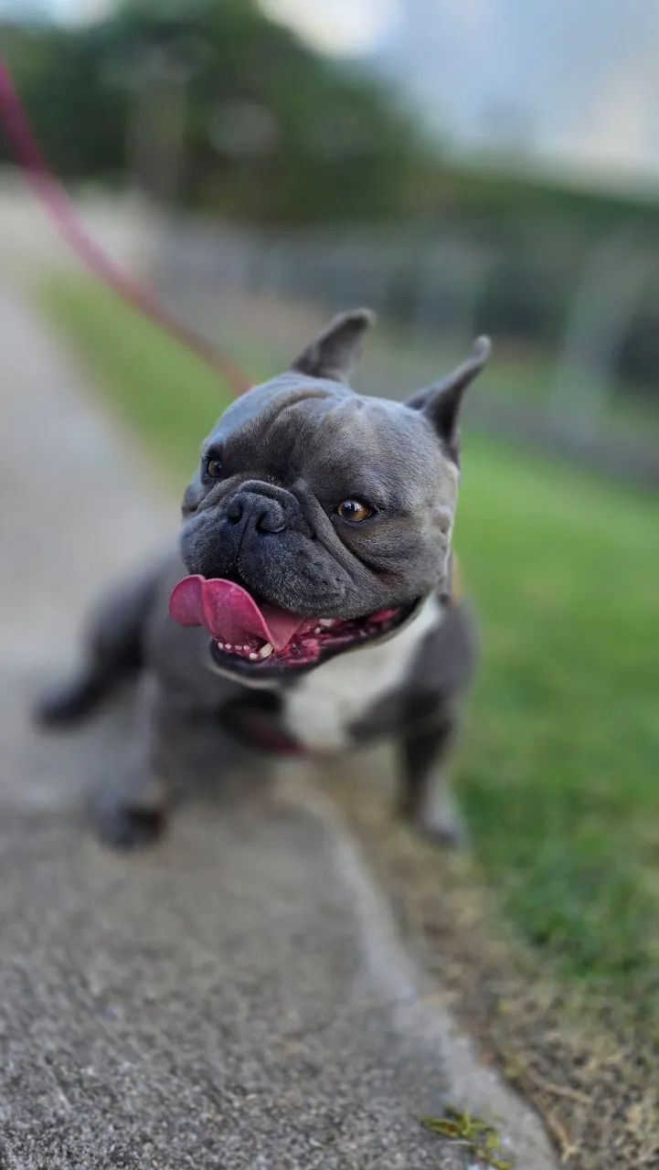 Exotic Bully - Foto 2