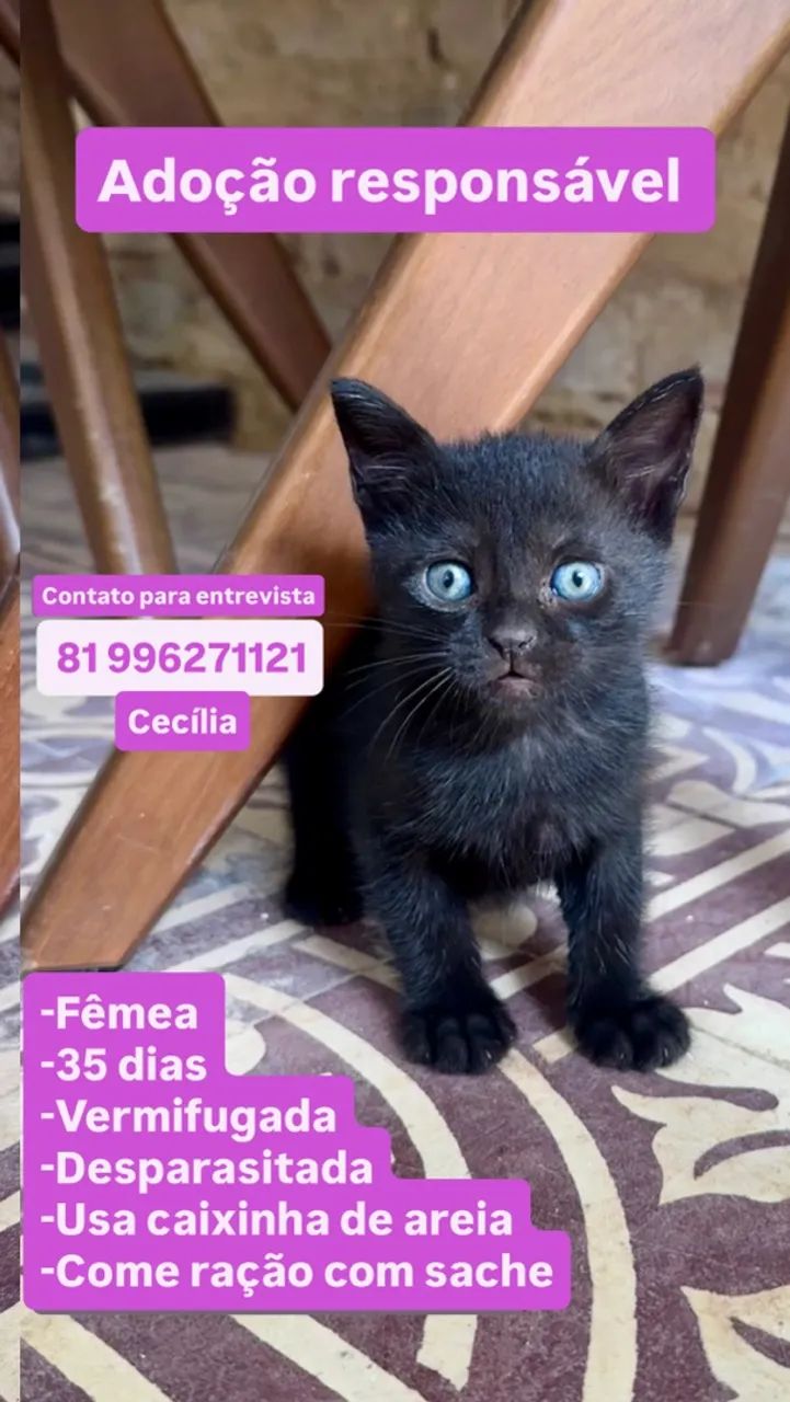 Adoção responsável  - Foto 3