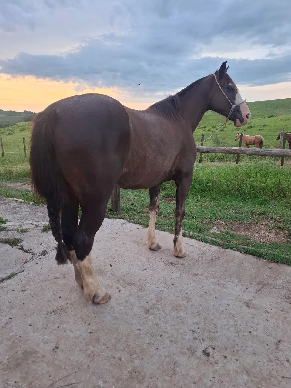 Quarto de Milha - Foto 3