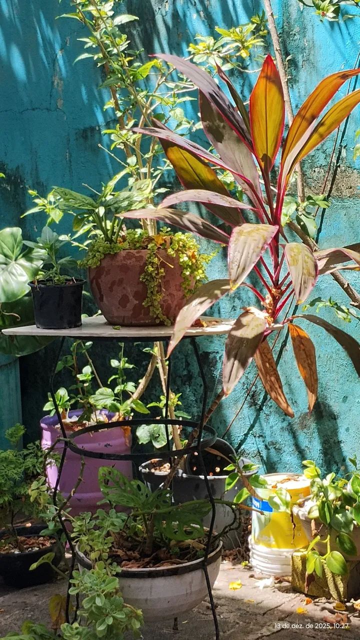 plantas lindas de todos os gostos e preços  - Foto 6