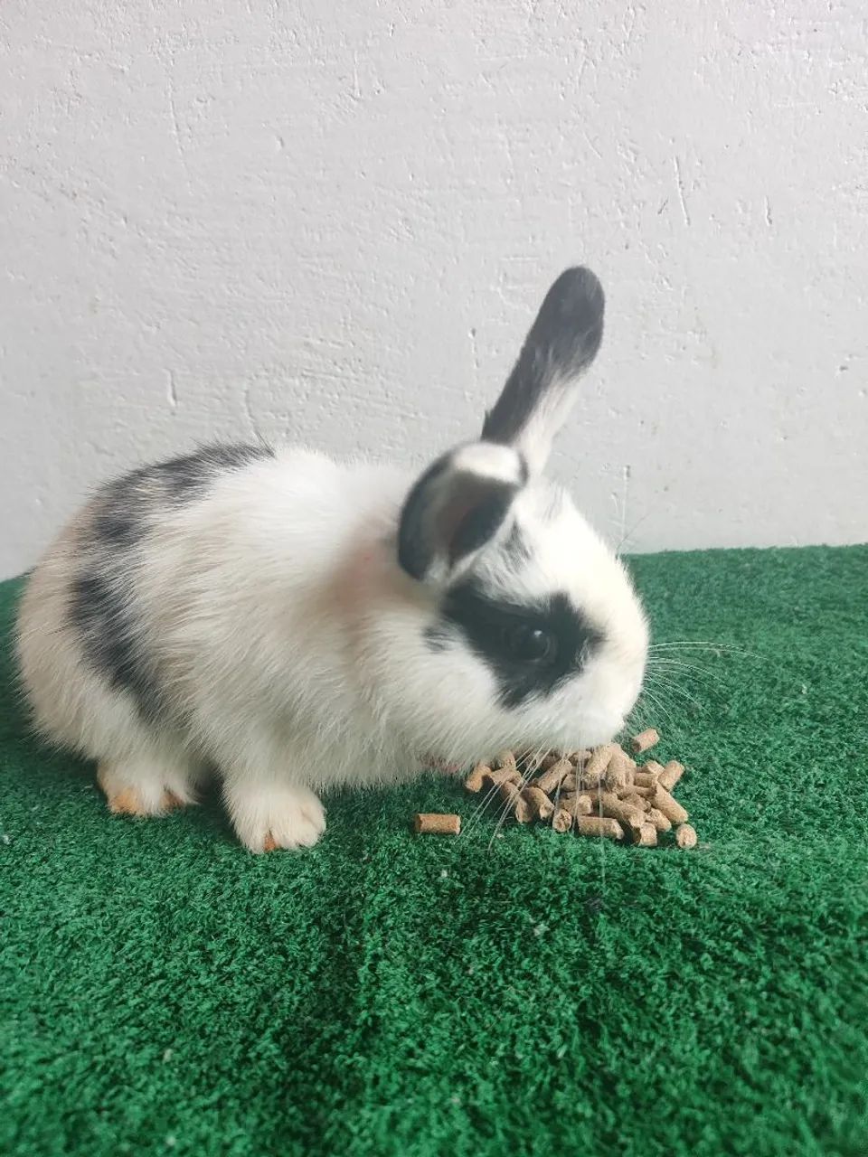 Mini coelho Lion 