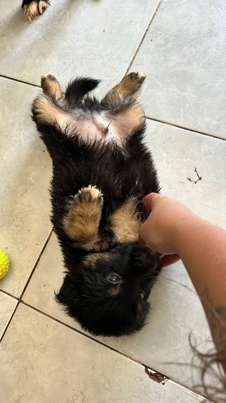 Border collie - Foto 3