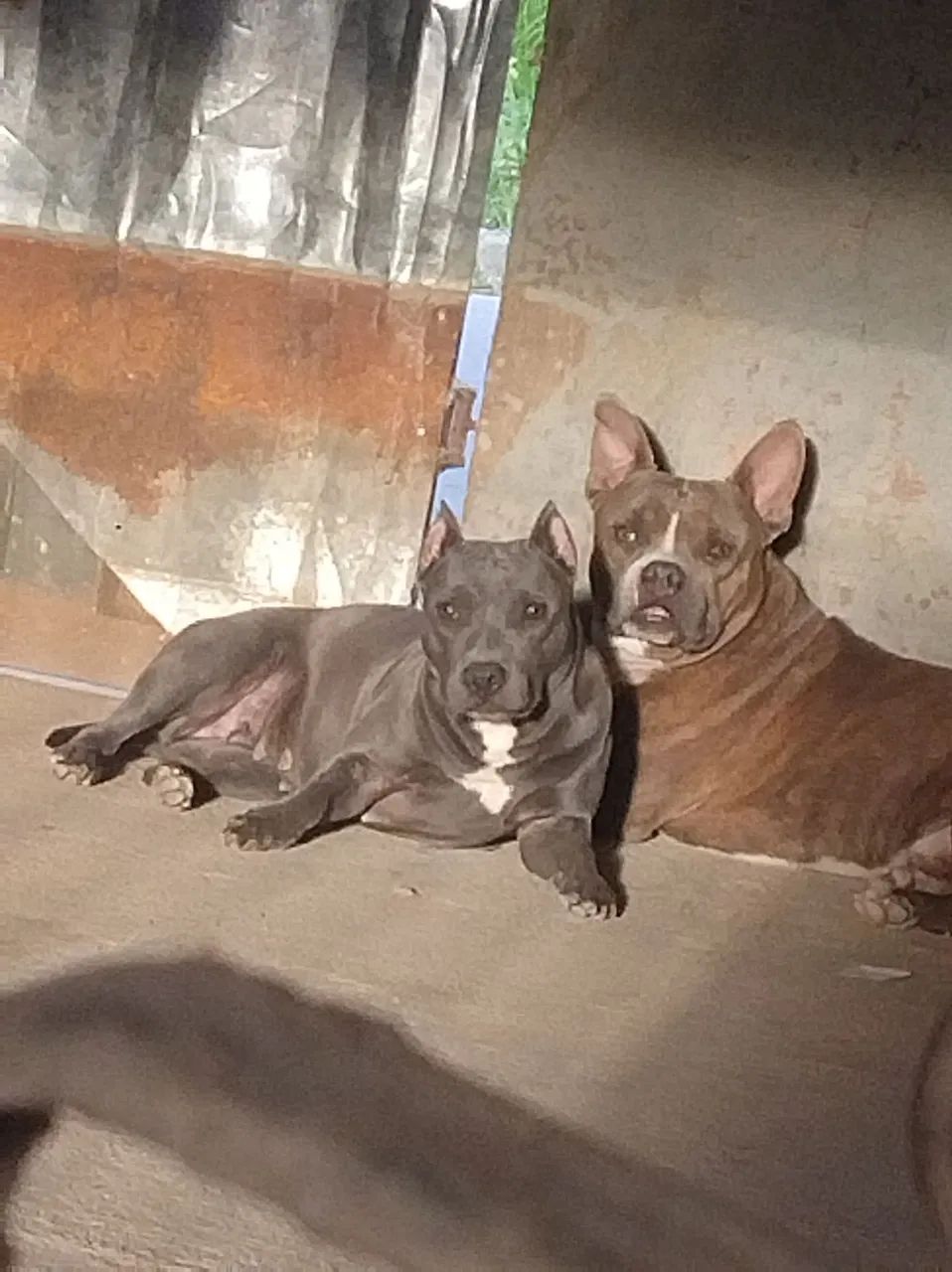 Pit Bull  - Foto 6