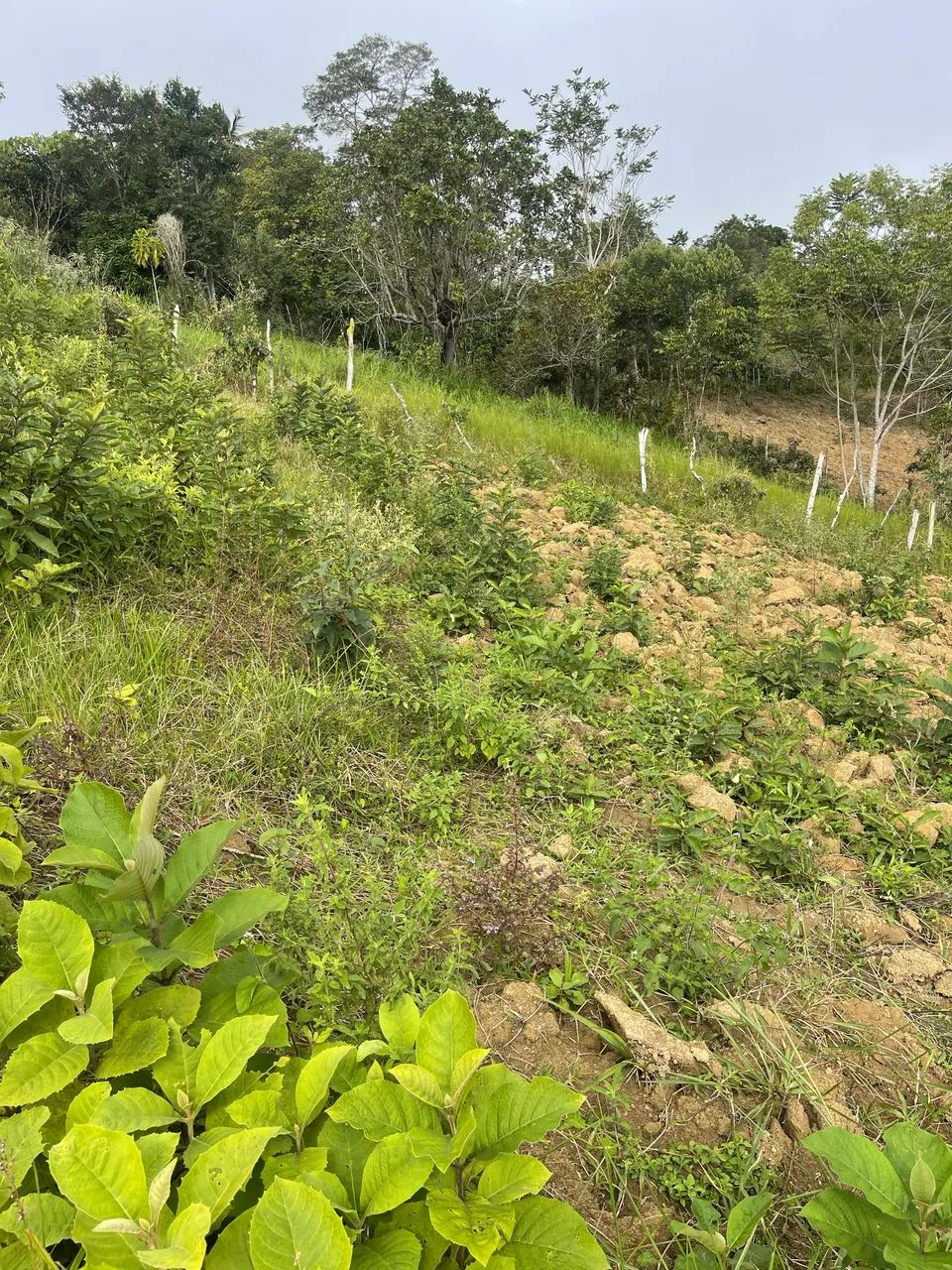 Lotes no Mariano - Foto 2