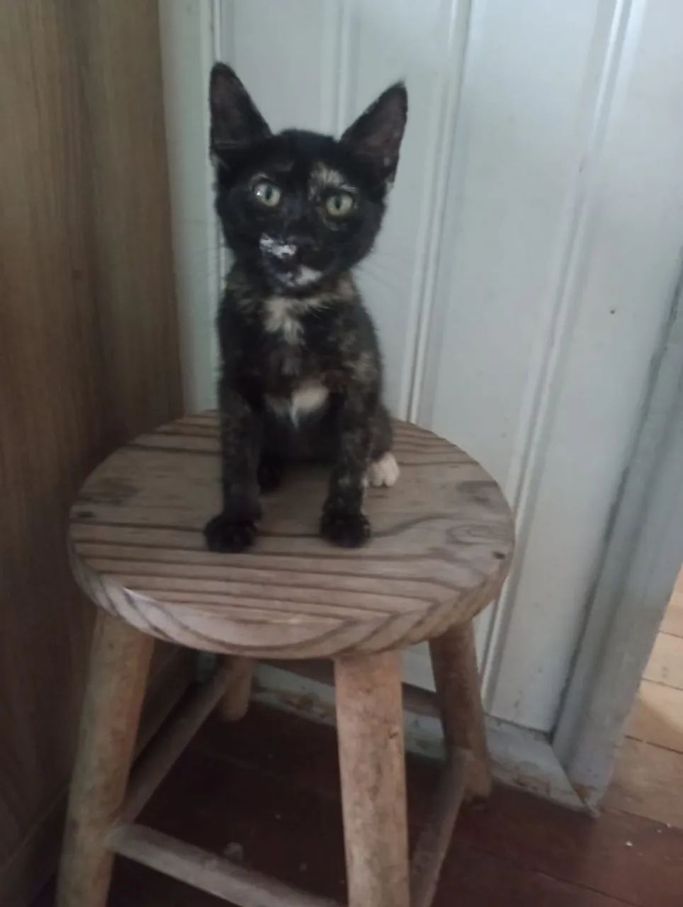 Gatinha para Doação  - Foto 2