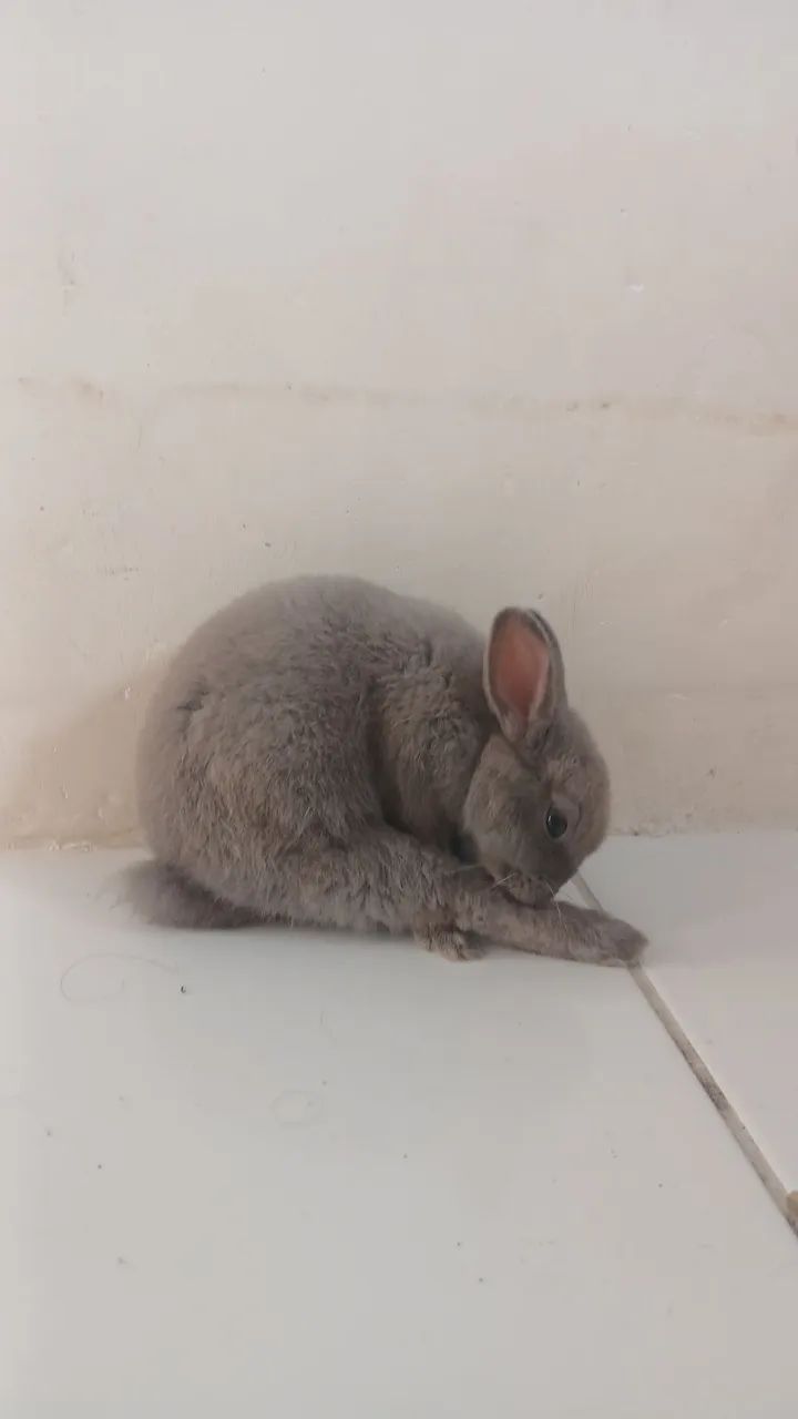 Coelho doméstico anão  - Foto 5