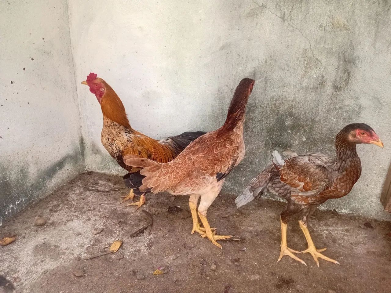 01 frango e 2 frangas caipira