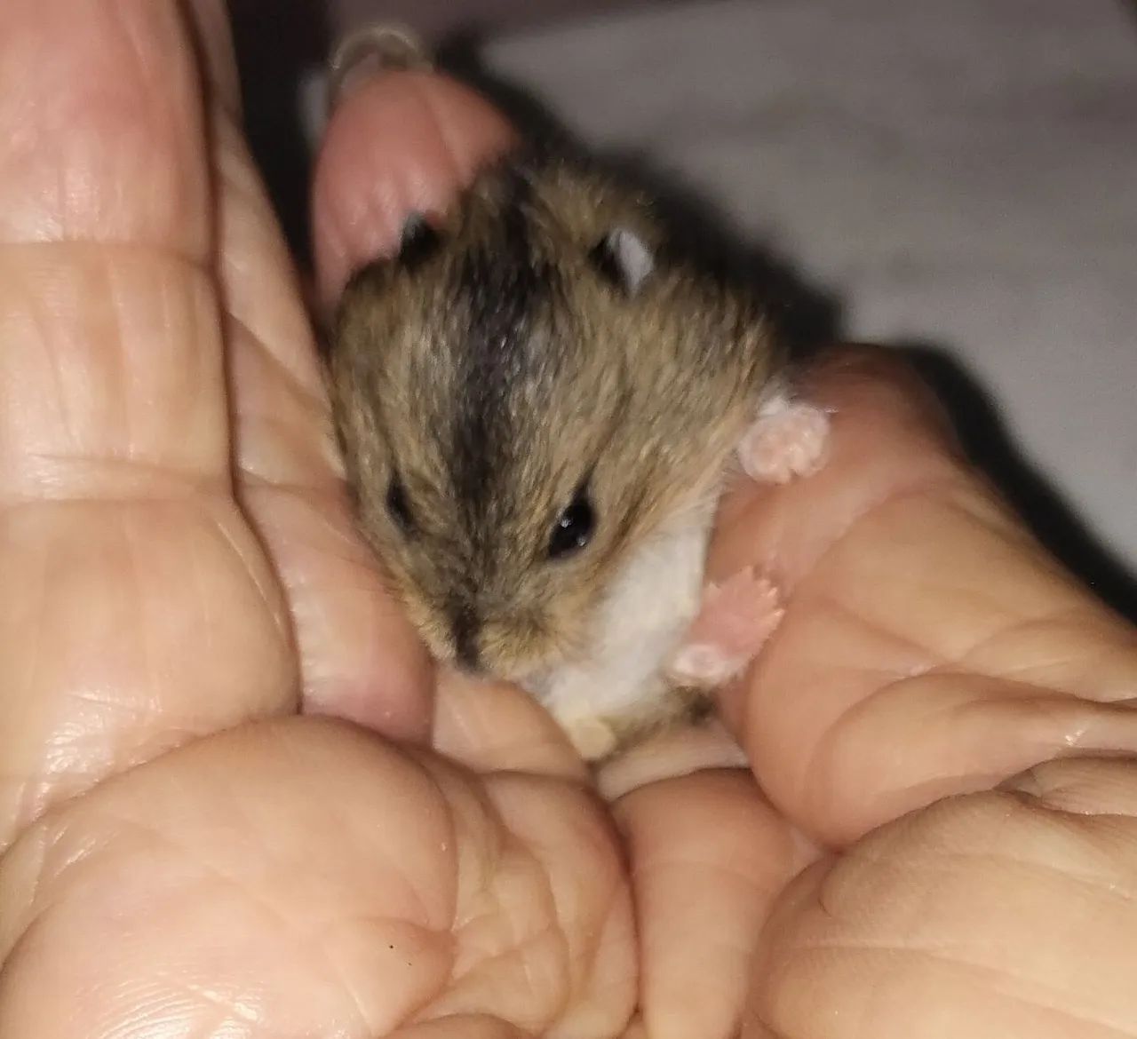 BBS..de HAMSTER ANÃO RUSSO..50$