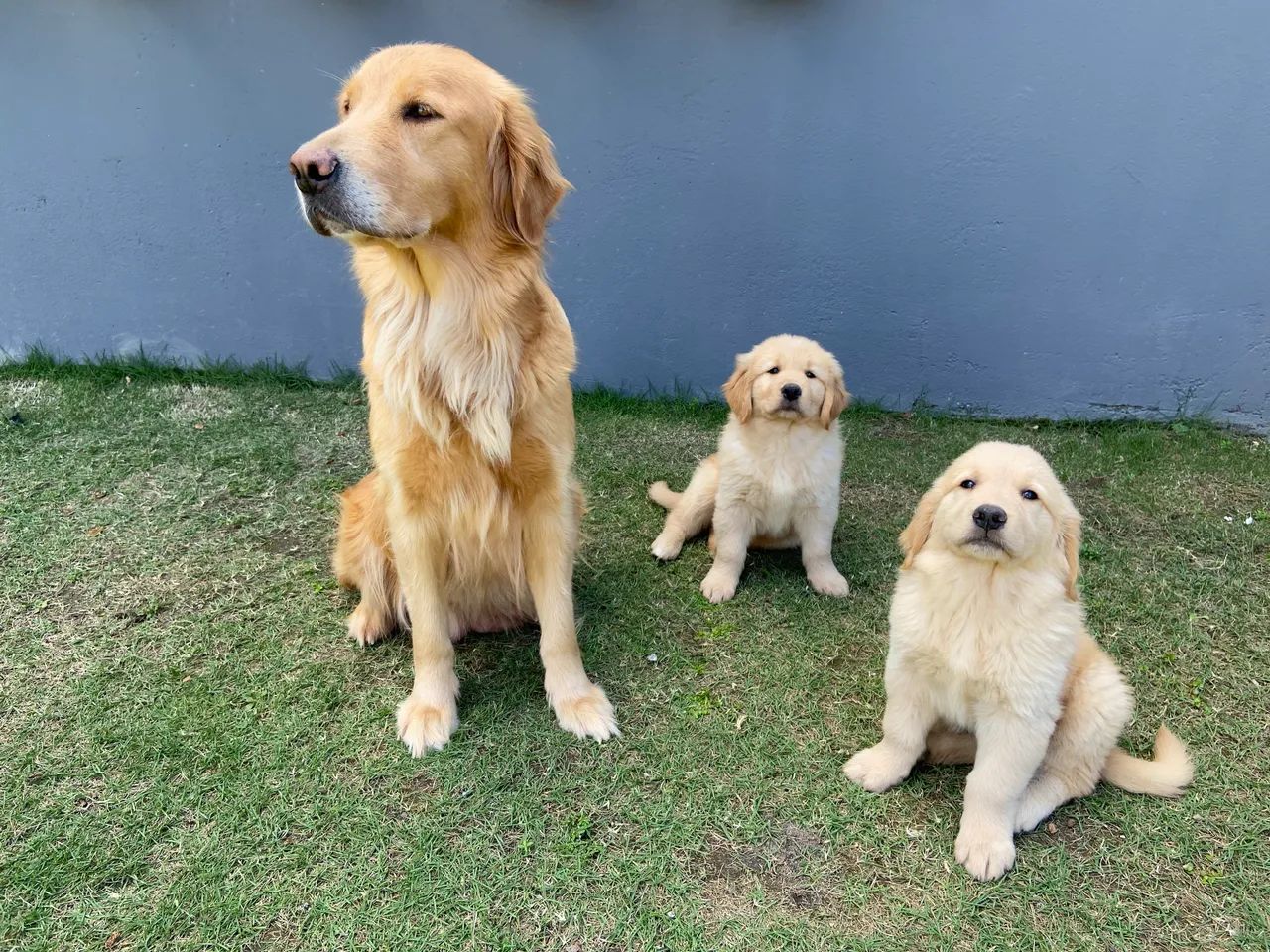 Golden Retriever 