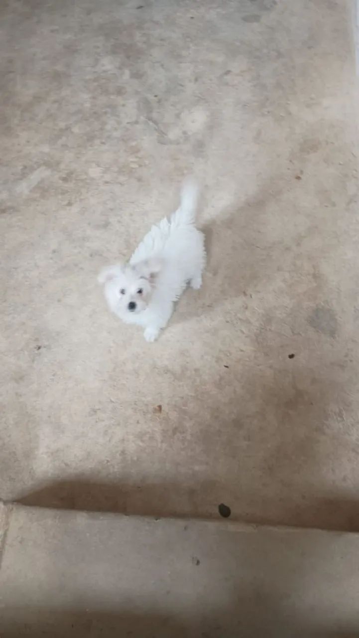 Maltês com Spitz - Foto 2