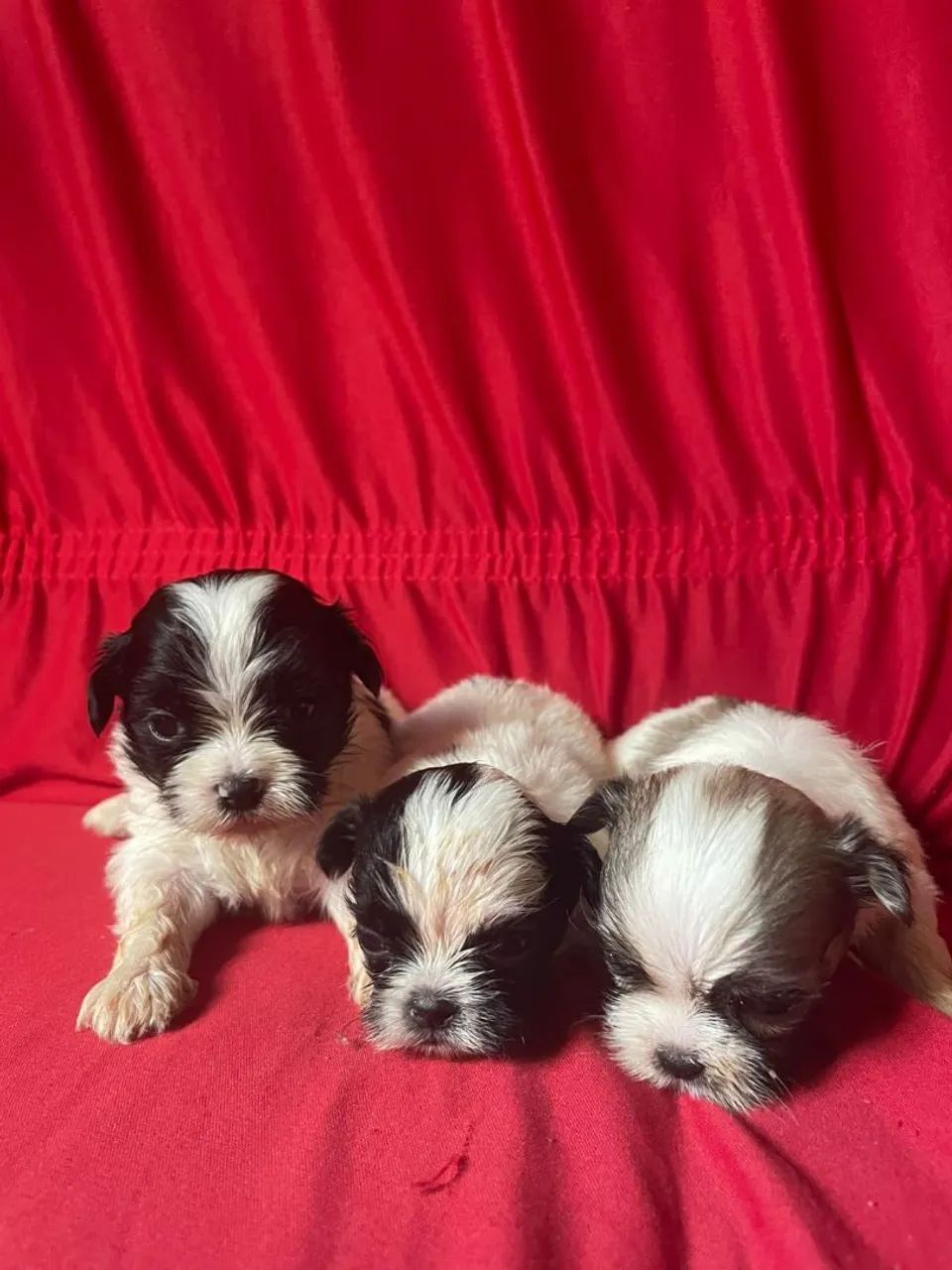 Vendo filhotes de shihtzu - Foto 3