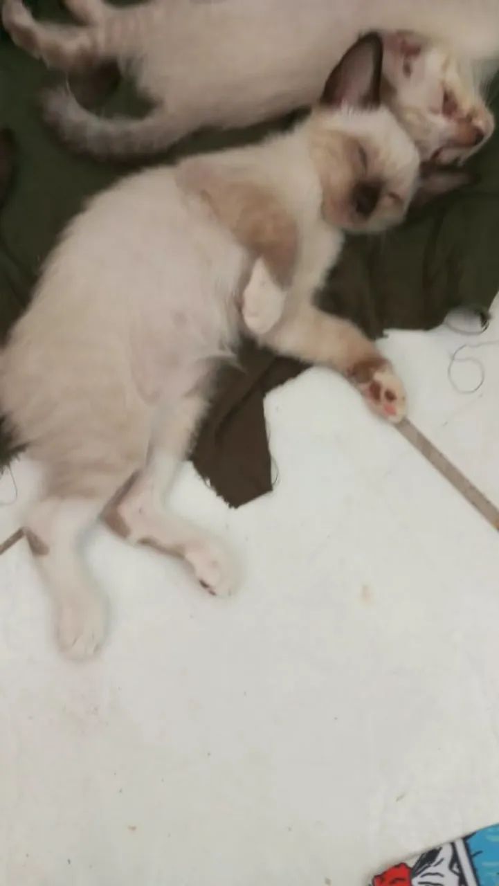 Gatos para adoção  - Foto 3