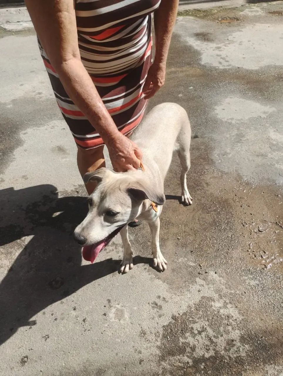 Cachorra viralata  - Foto 2
