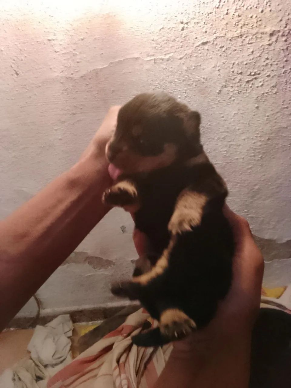 Rottweiler a venda 
