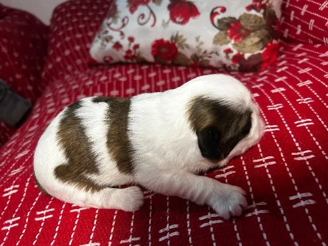 Cachorro - Foto 2