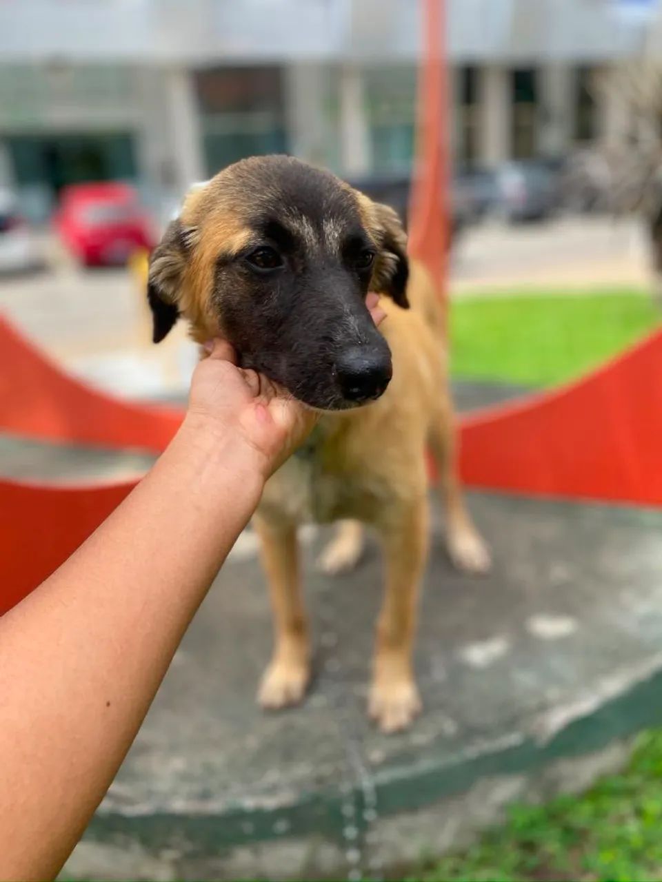 Adoção responsável  - Foto 2