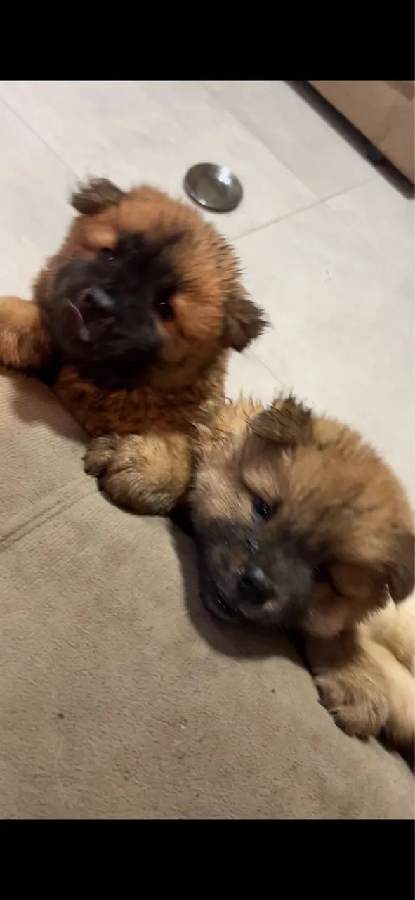 Chow chow - Foto 2