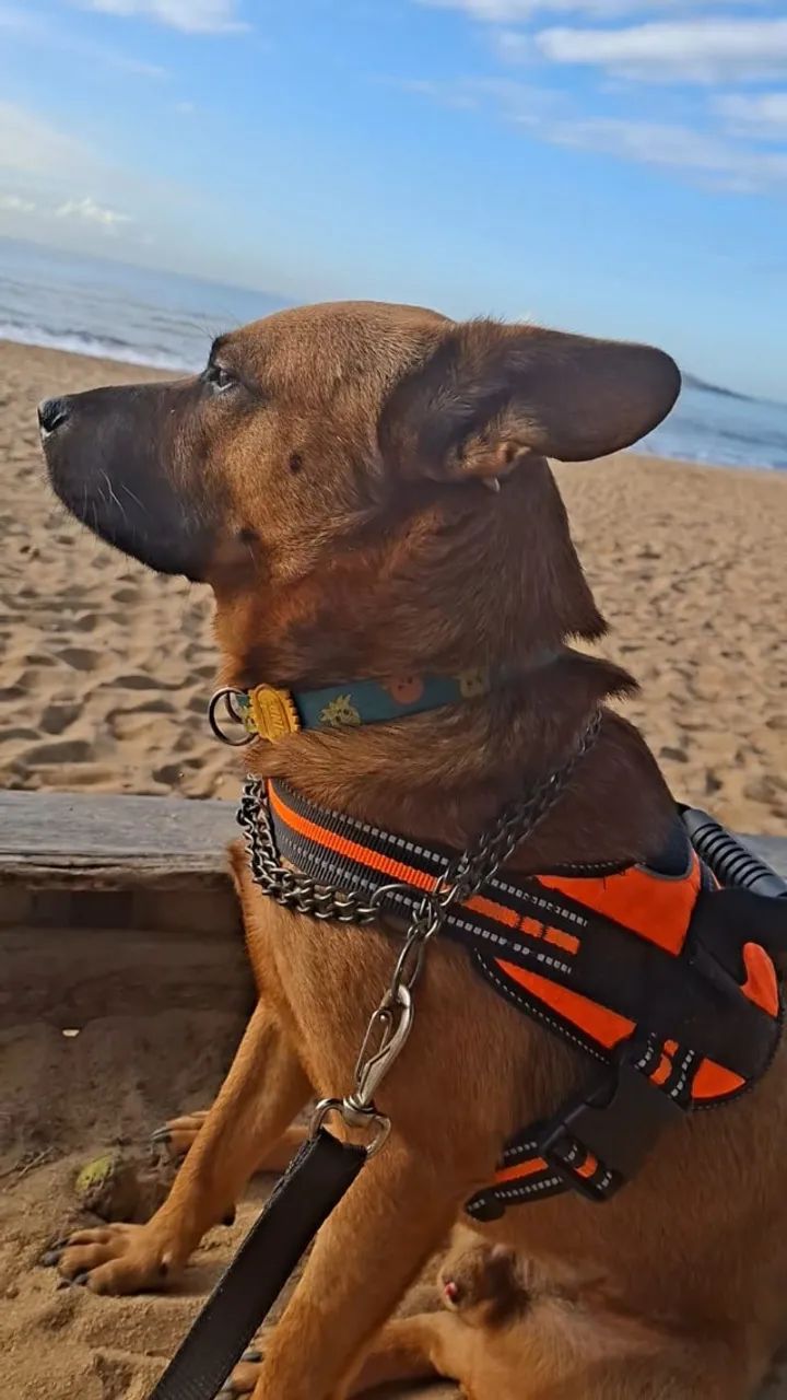 Melinho - Adoção - Foto 2